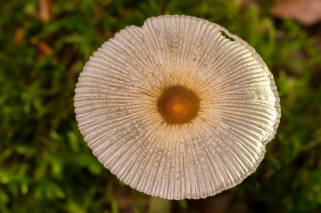 mushroom mushroom hat small mushroom free photo