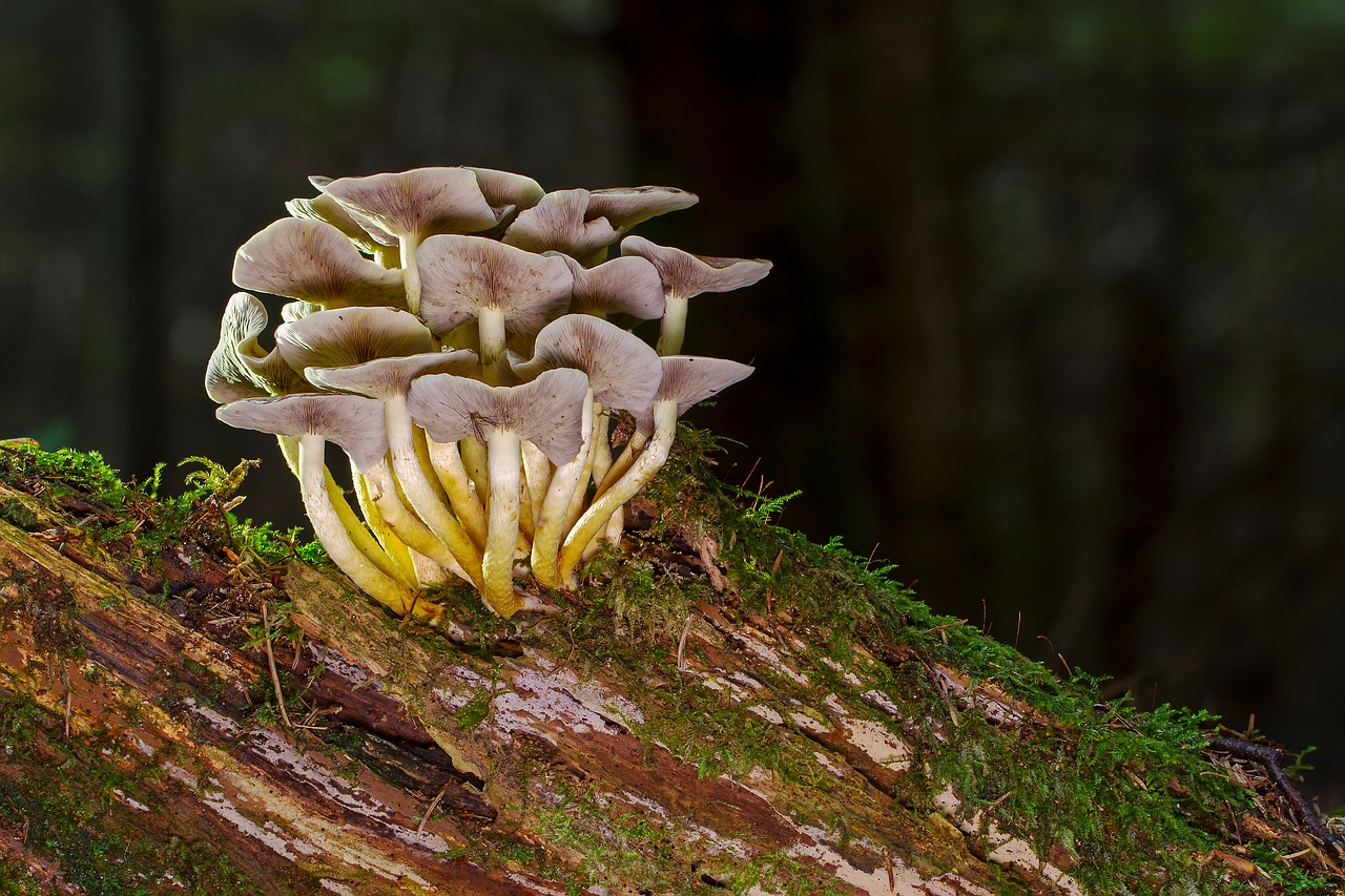 mushroom nameko tree stump free photo