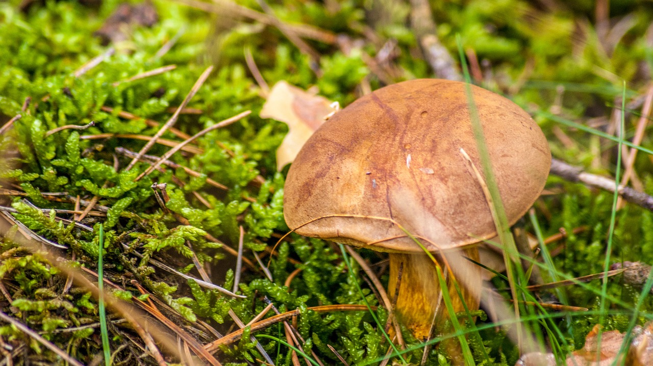 mushroom undergrowth forest free photo