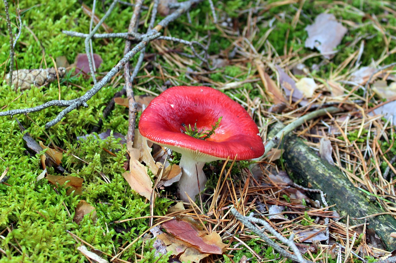 mushroom forest amanita free photo