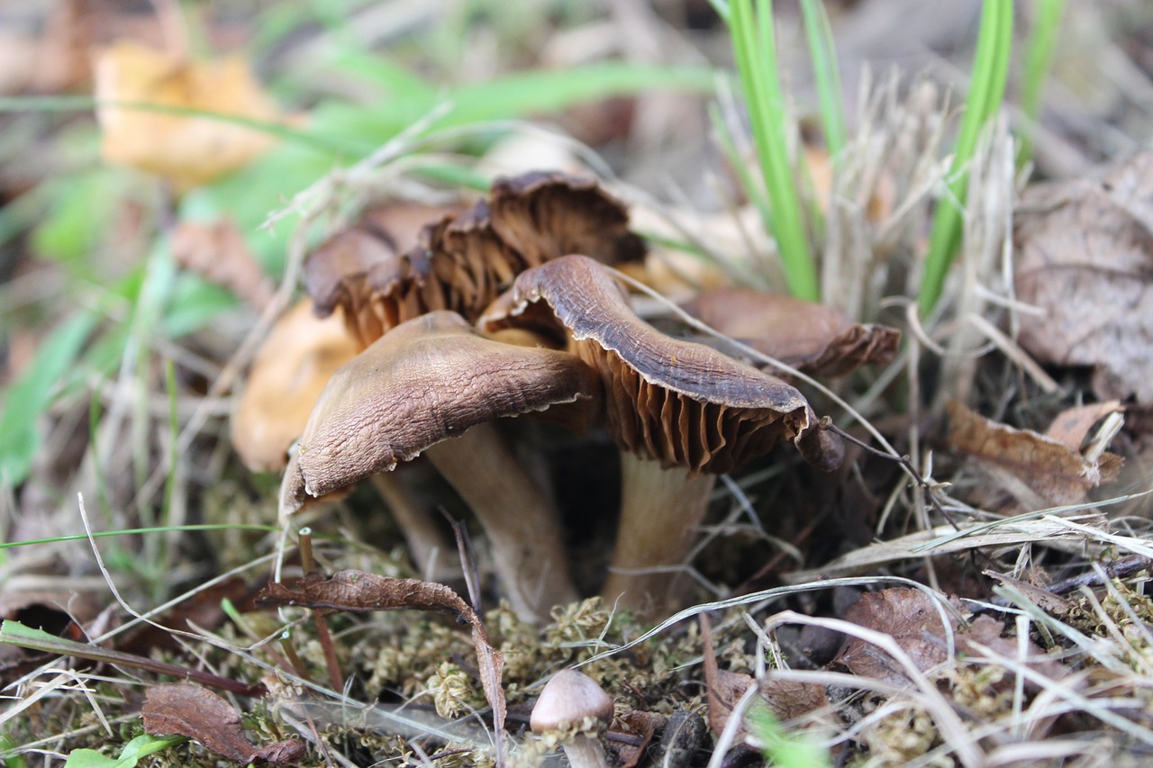 mushroom nature natural free photo