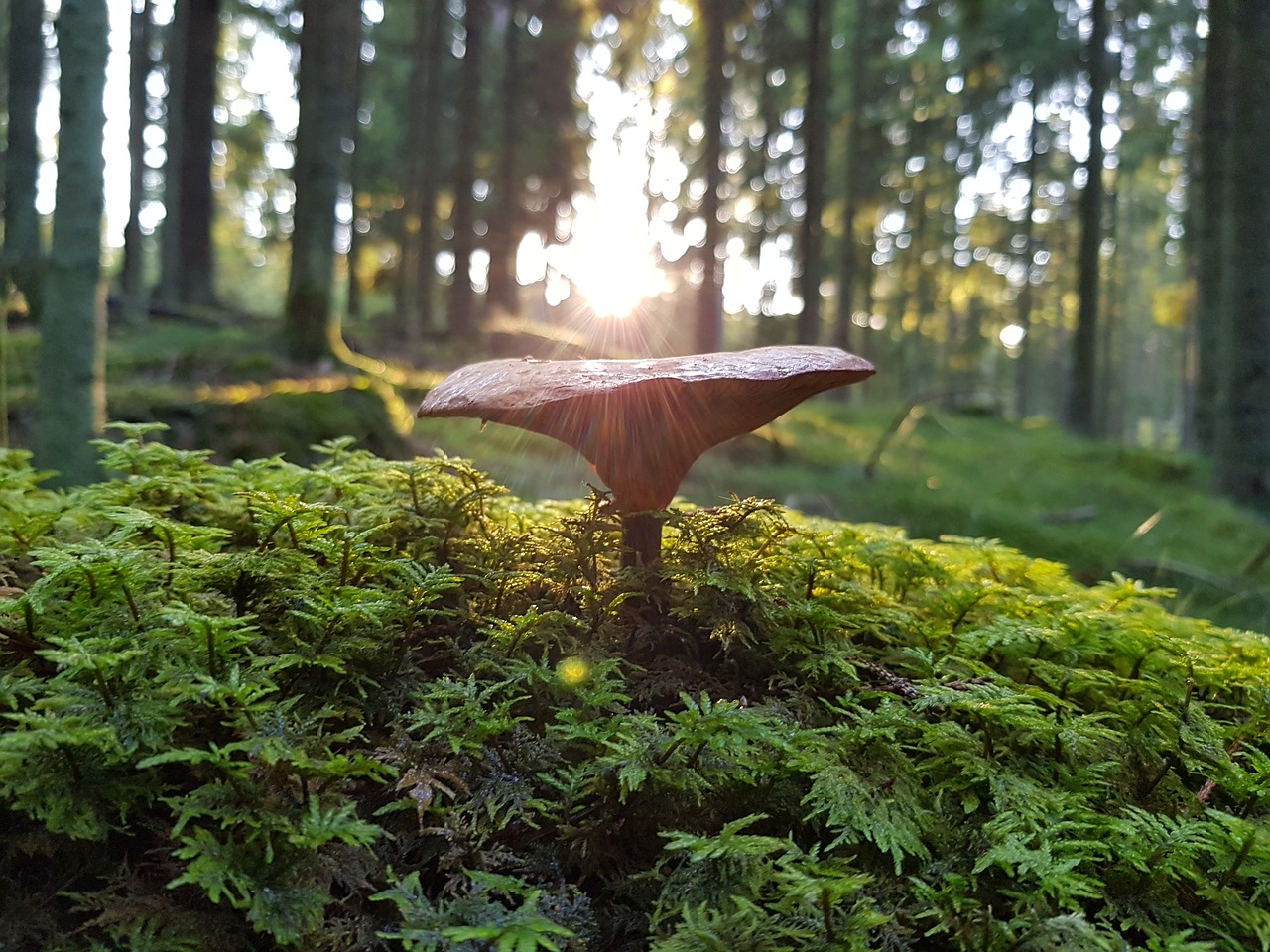 mushroom forest nature free photo