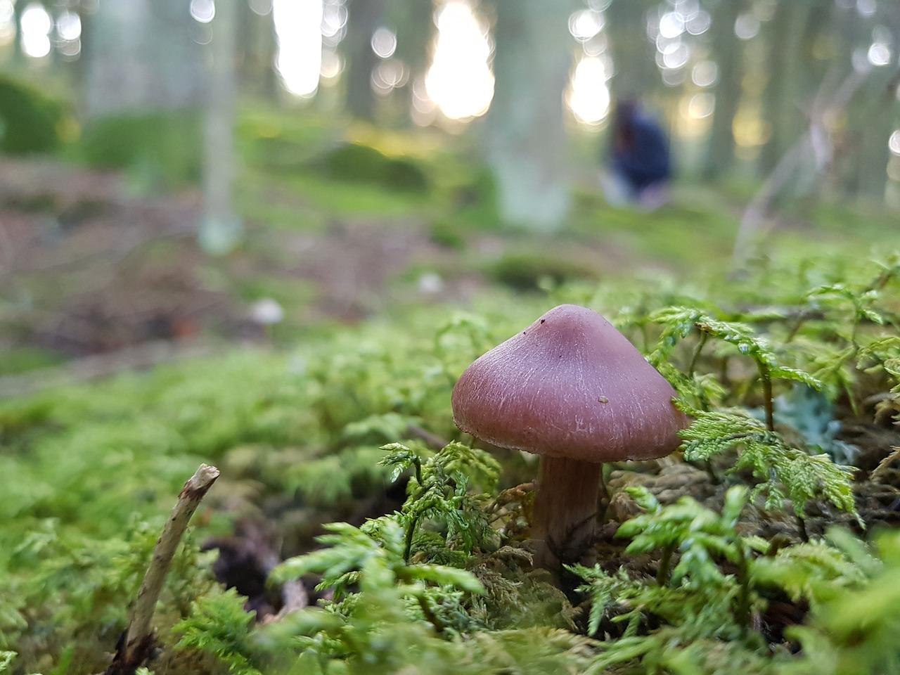 mushroom toxic forest free photo