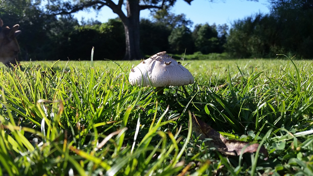 mushroom tree meadow free photo