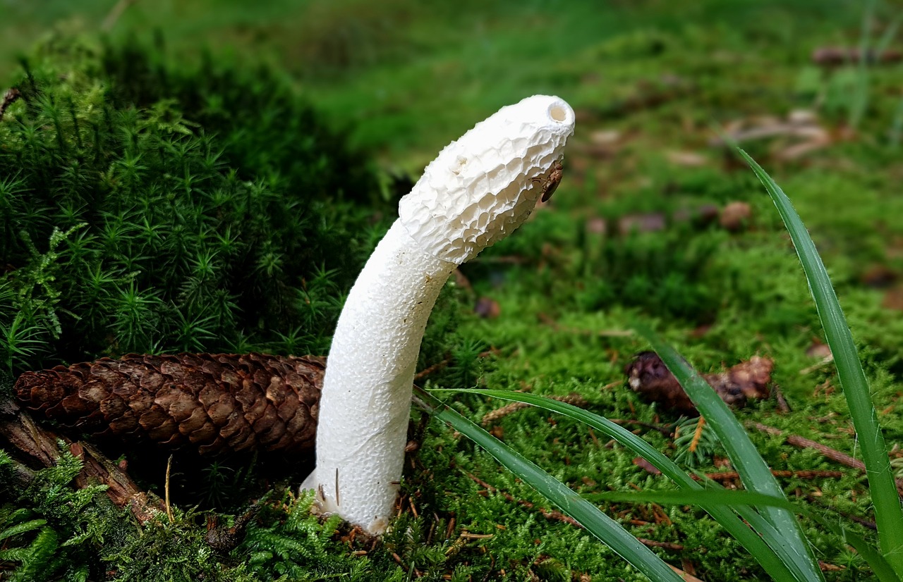 mushroom stinkmorchel morel free photo
