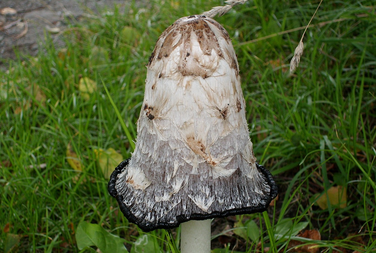 mushroom tasteless nature free photo