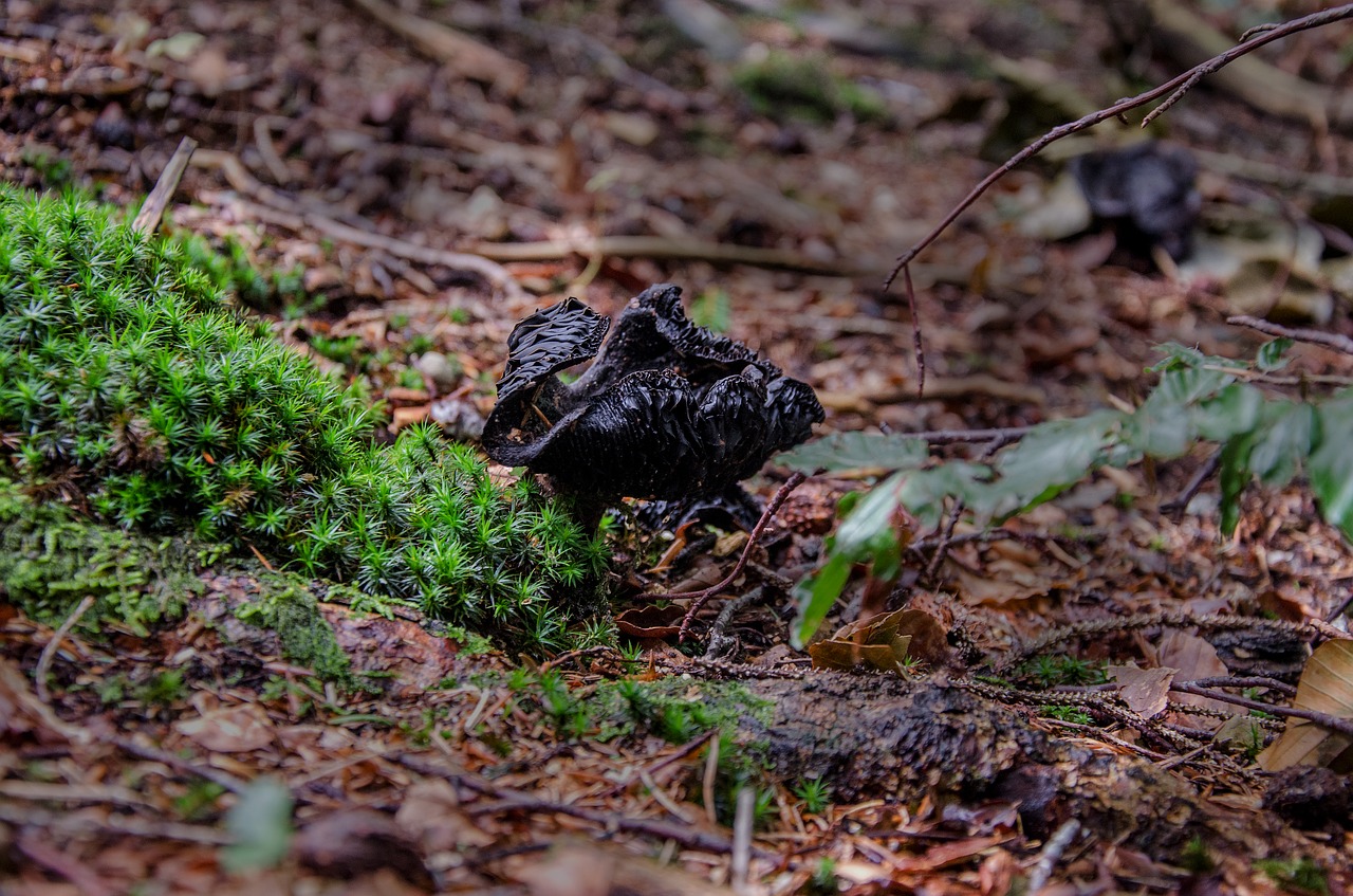 mushroom forest ground free photo