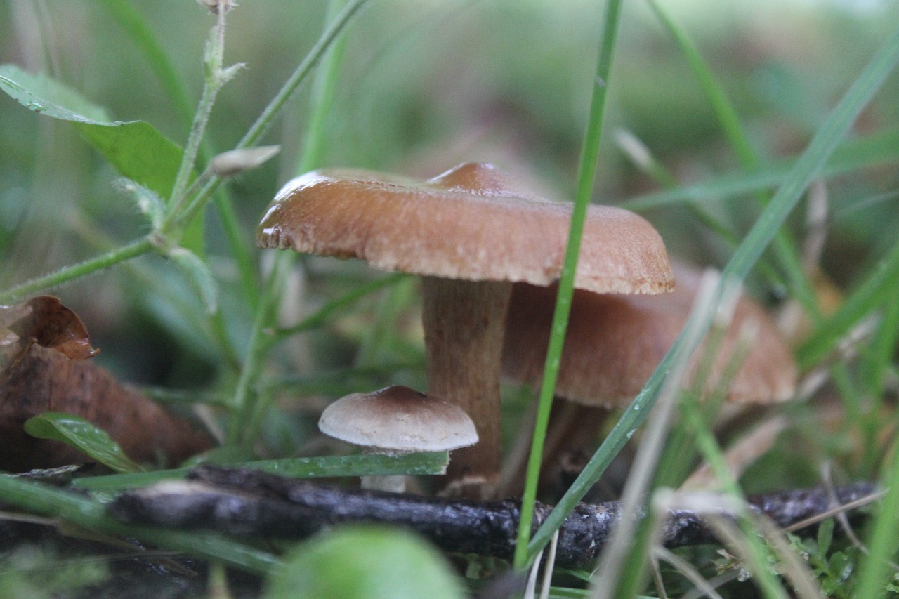 mushroom natural nature free photo