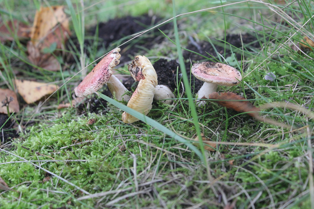 mushroom nature autumn free photo