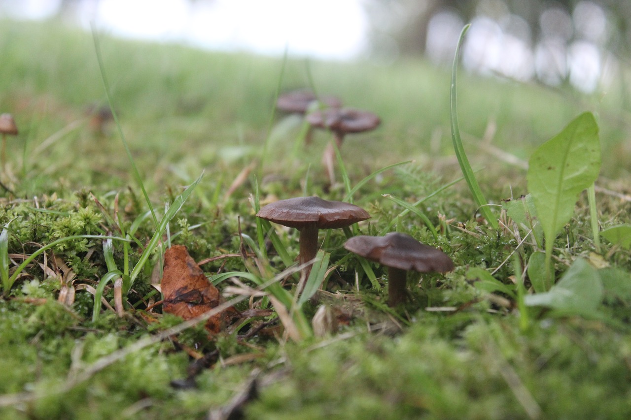 mushroom green nature free photo