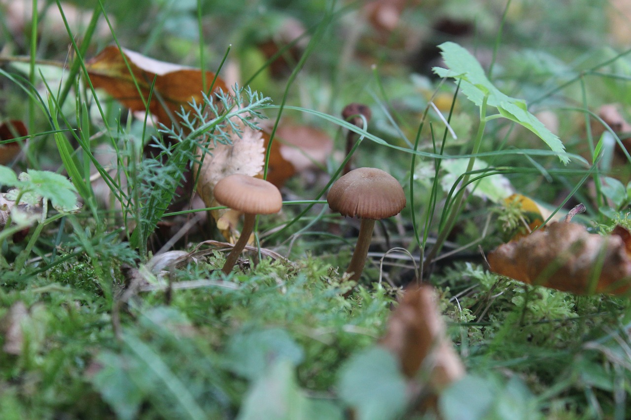 mushroom green natural free photo