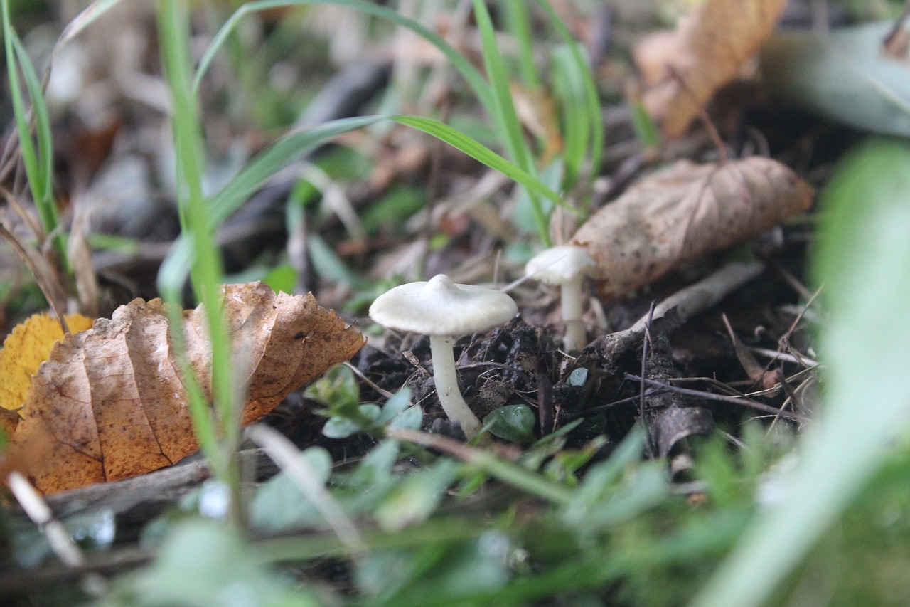 mushroom green nature free photo