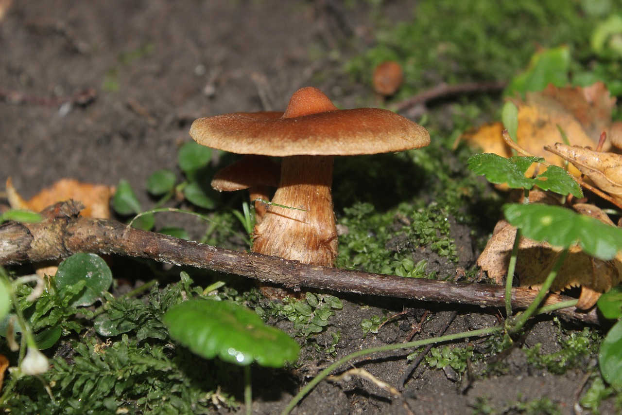 mushroom nature natural free photo