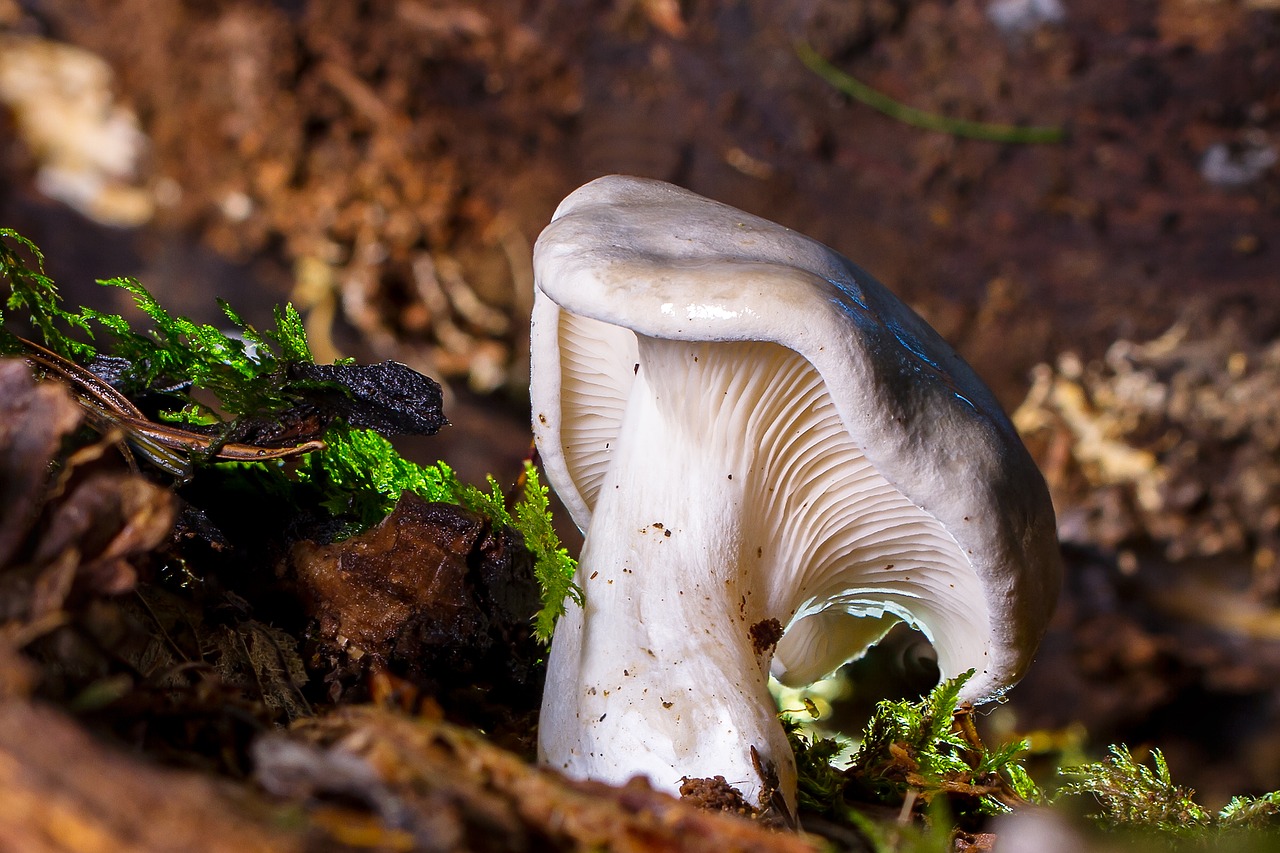 mushroom forest floor autumn free photo