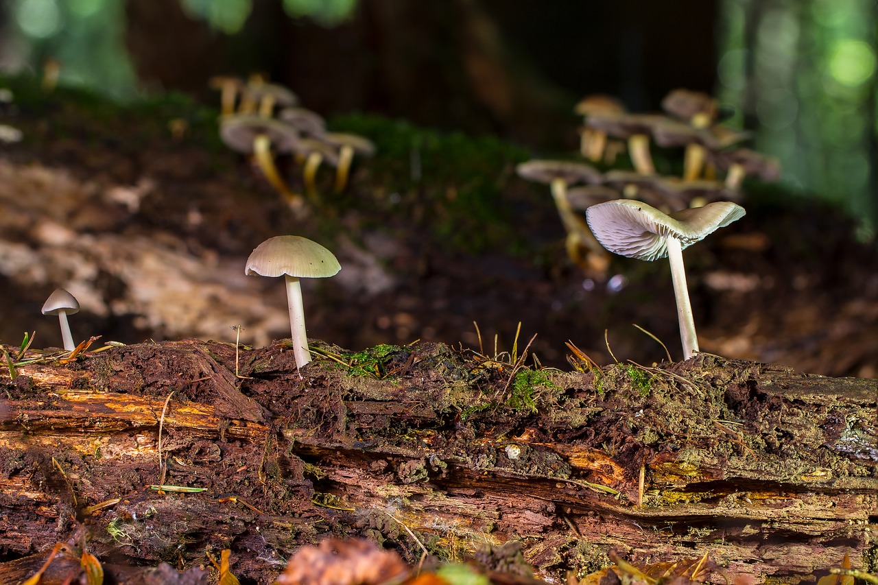 mushroom wood fungus small mushroom free photo