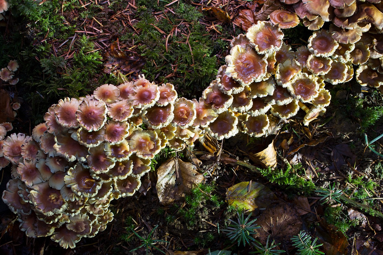 mushroom nameko forest free photo