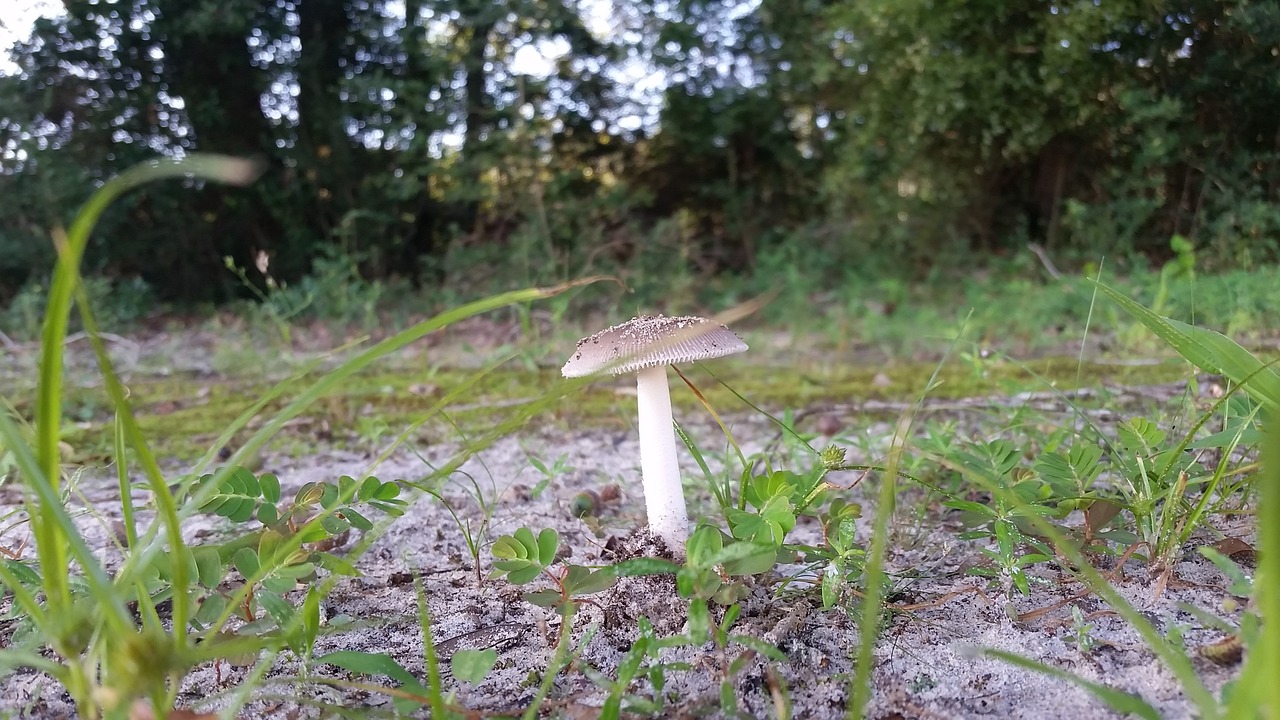mushroom woods fungus free photo