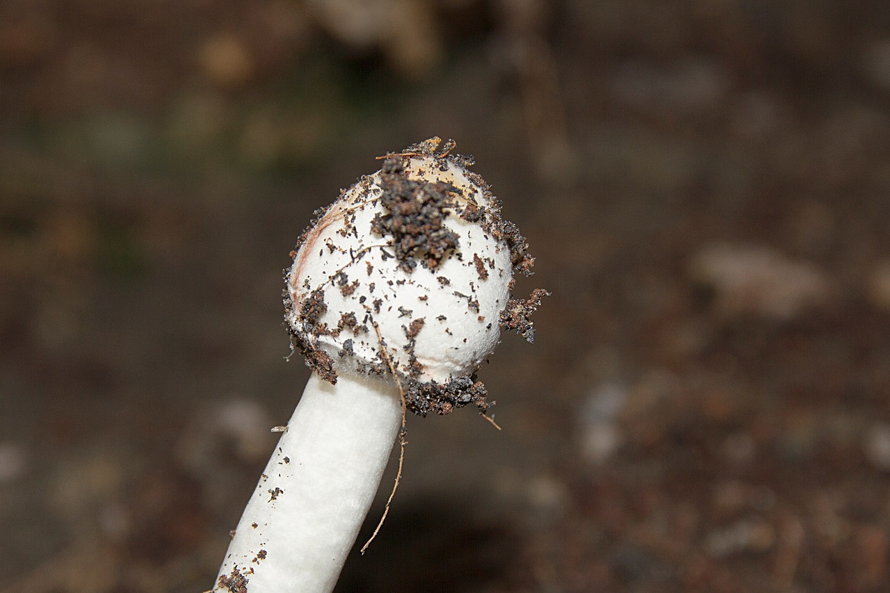 mushroom white dust free photo