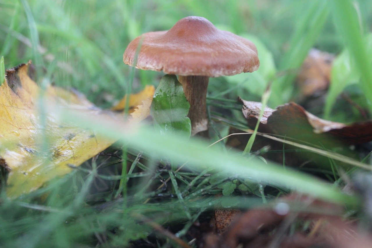 mushroom nature natural free photo