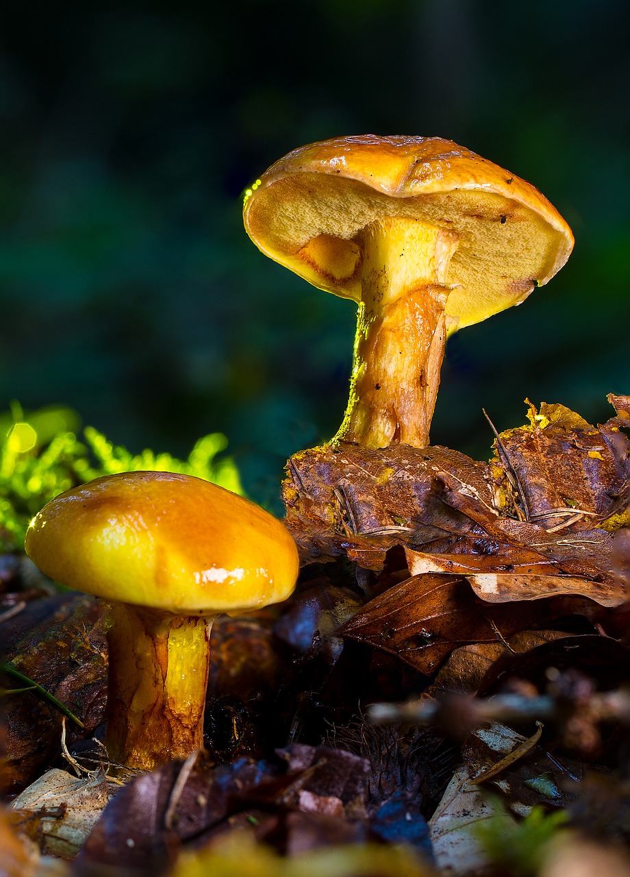 mushroom suillus grevillei yellow free photo