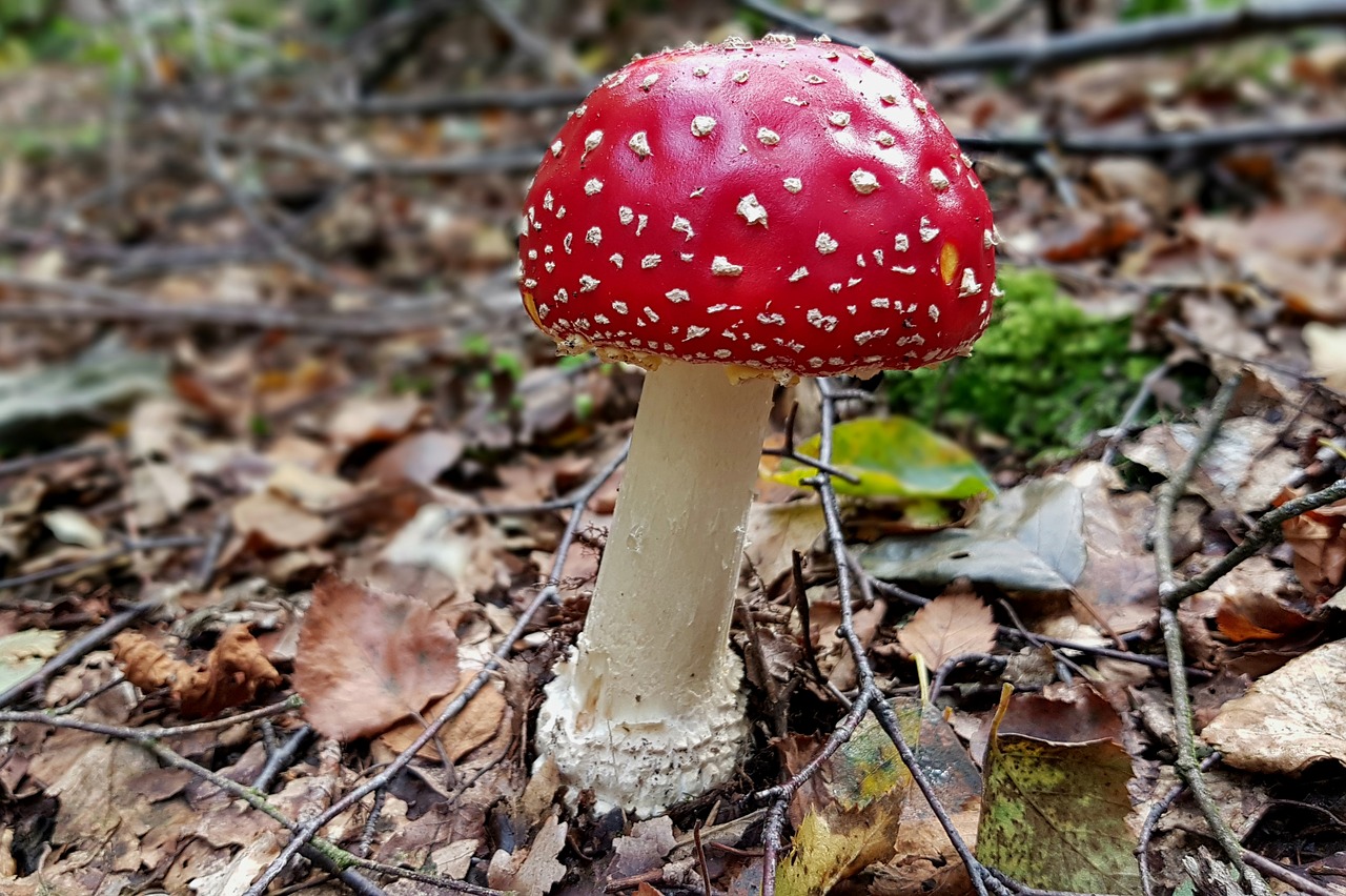 mushroom fly agaric toxic free photo