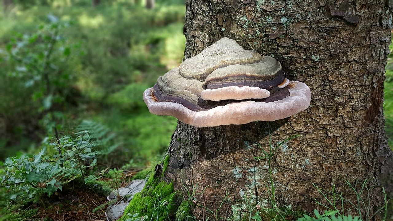 mushroom tree fungus tree free photo