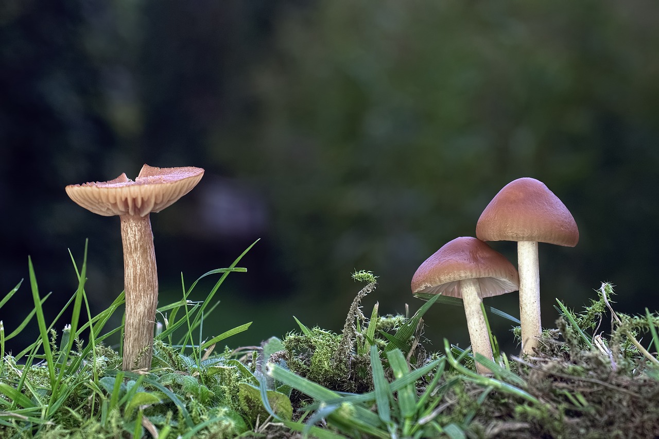 mushroom small mushroom lamellar free photo