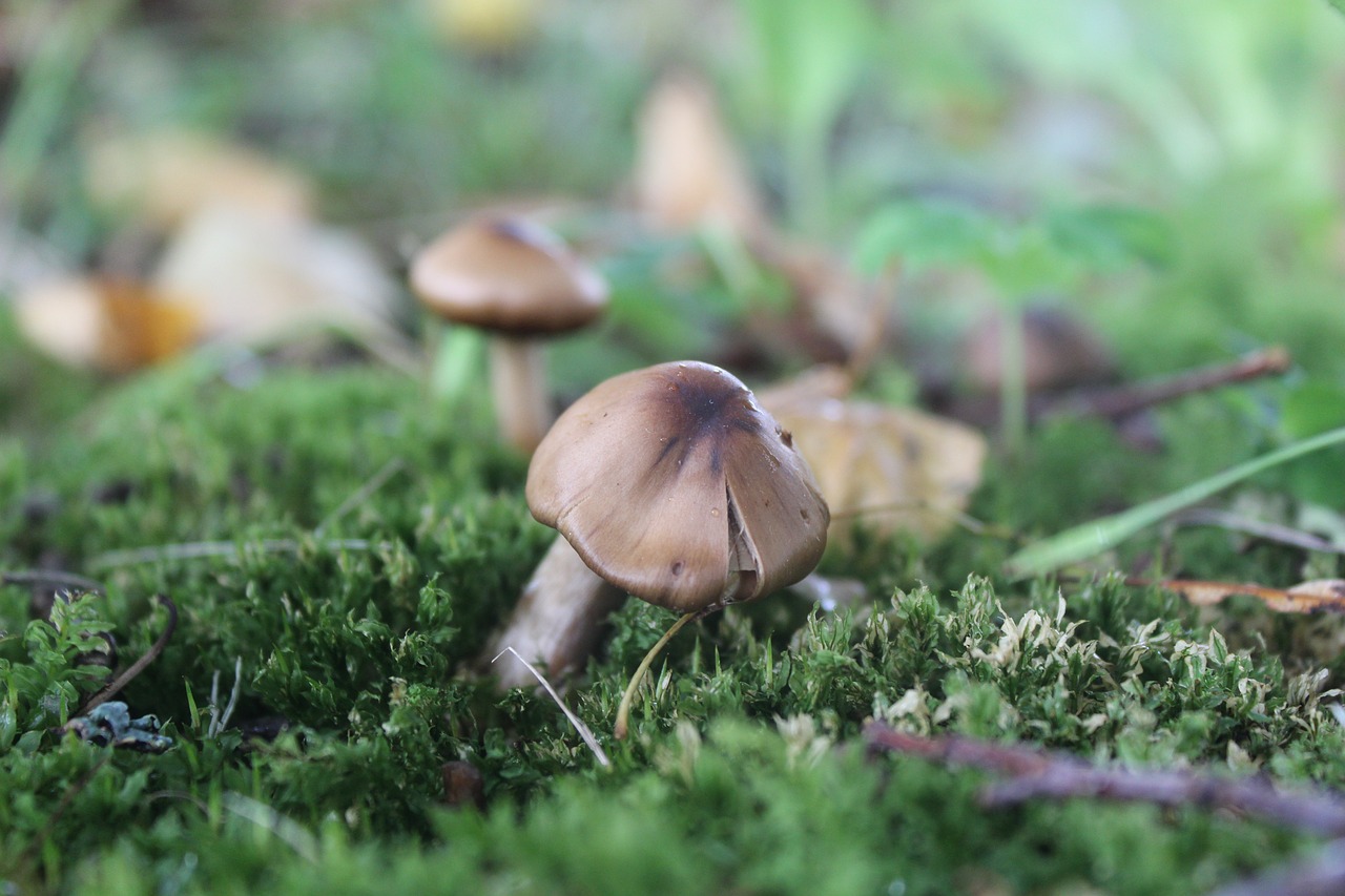 mushroom nature natural free photo