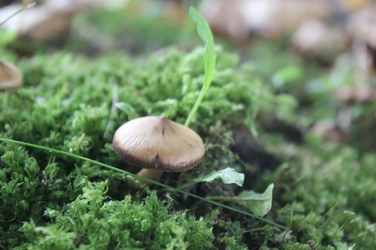 mushroom green nature free photo