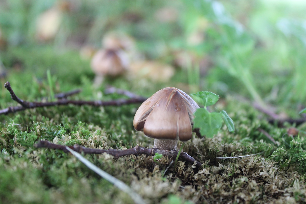 mushroom moss nature free photo