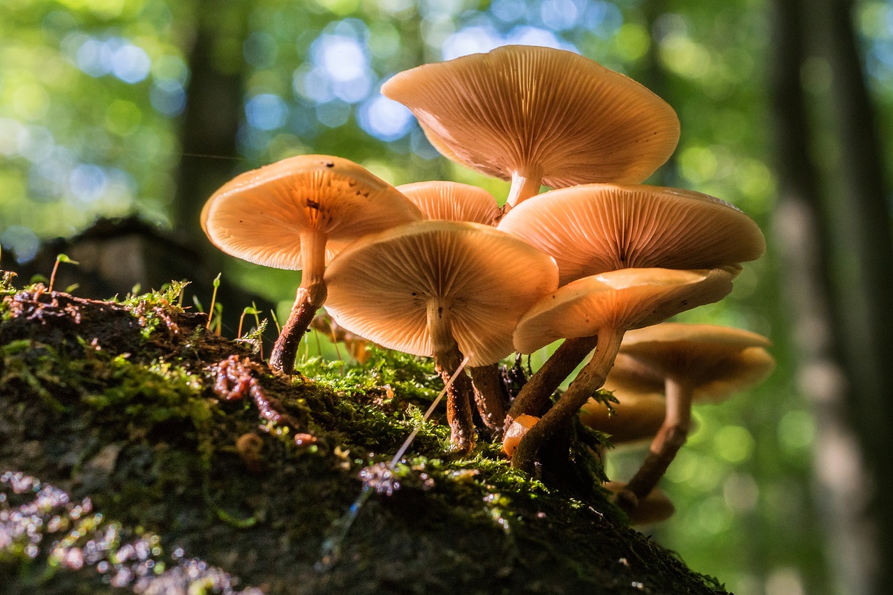 mushroom tree fungus forest free photo