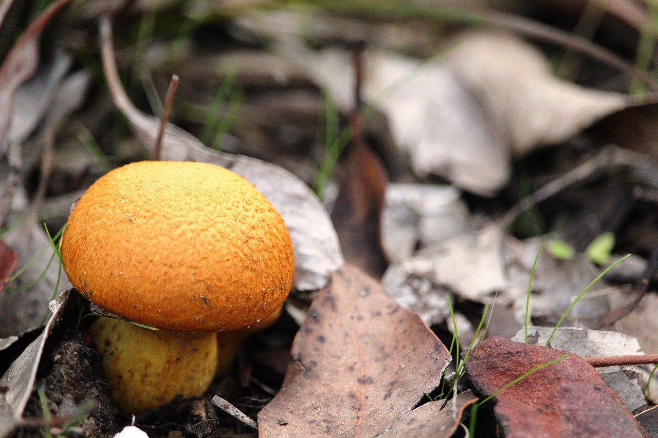 mushroom toadstool orange free photo