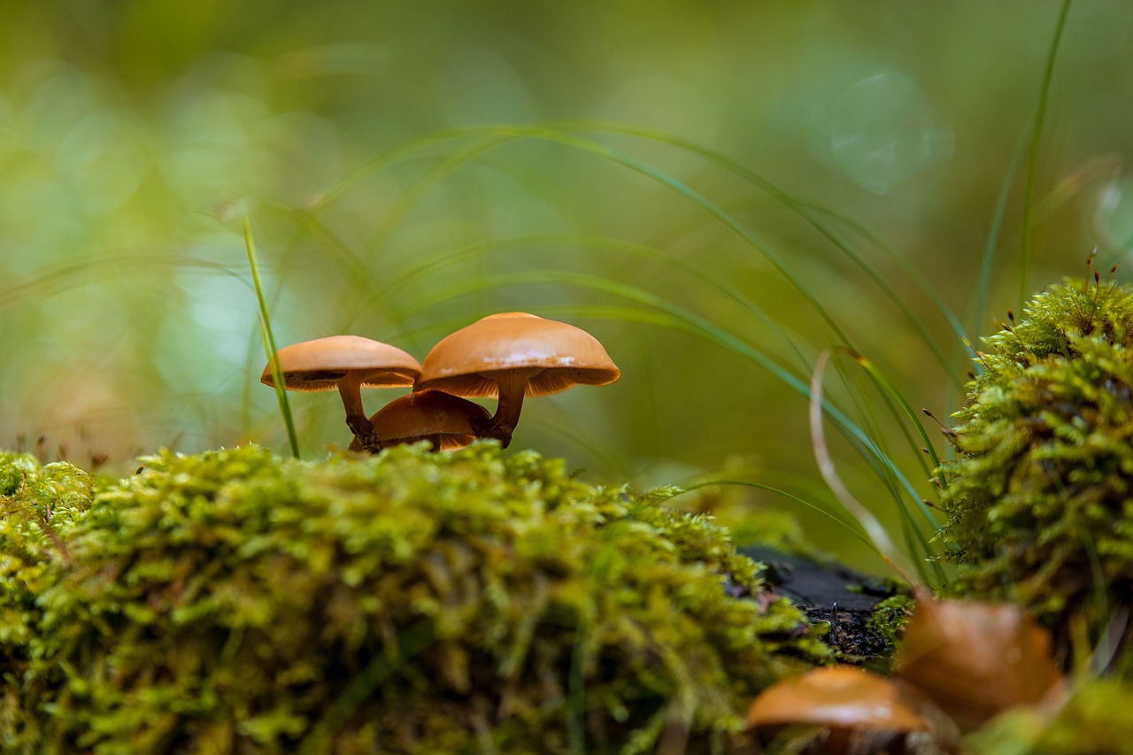 mushroom moss forest free photo