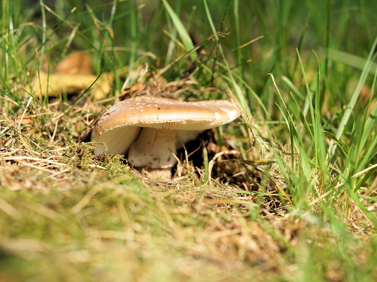 mushroom forest nature free photo