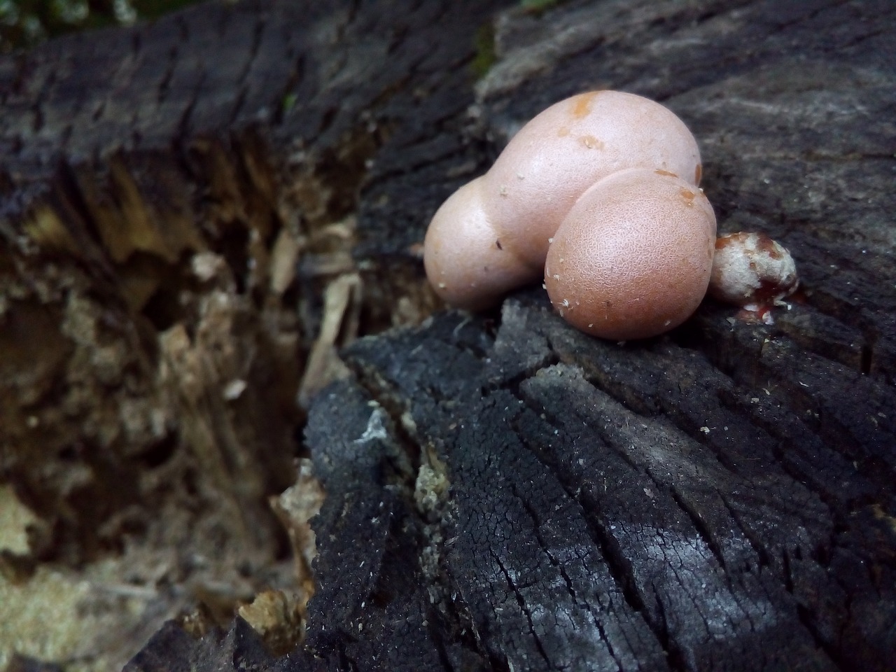 mushroom woody mouldering stump free photo