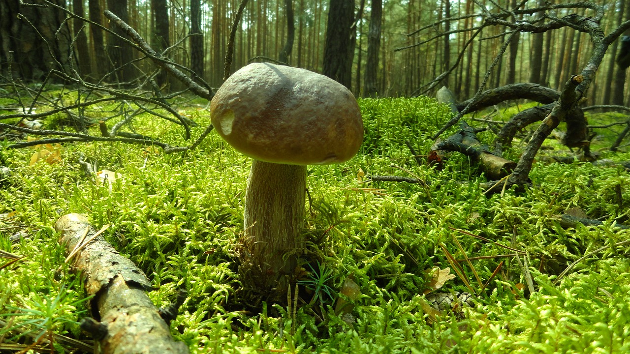 mushroom forest nature free photo