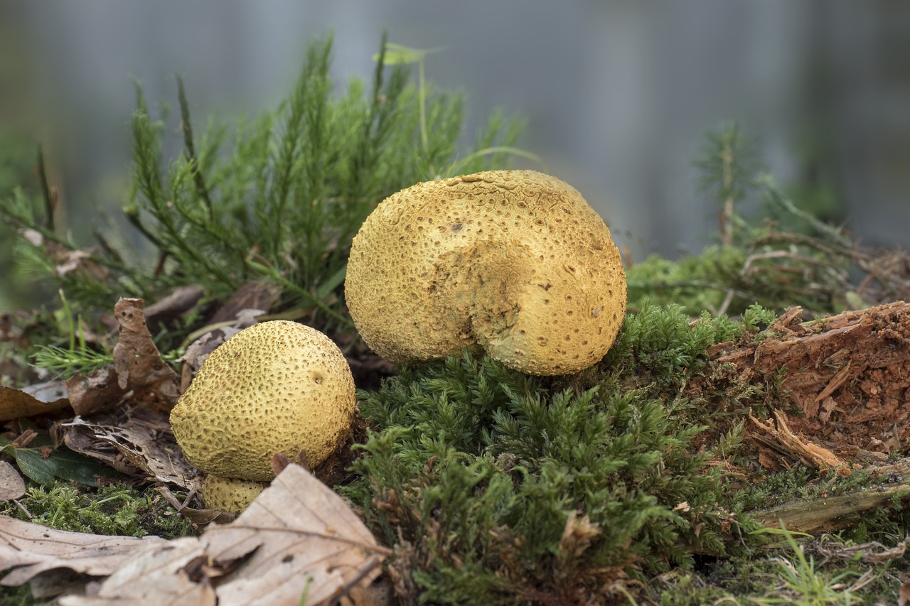 mushroom citrinum bovist free photo