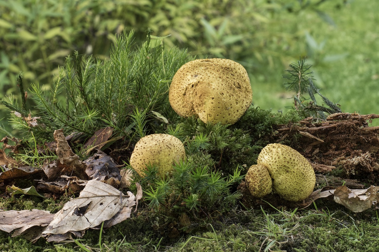 mushroom citrinum bovist free photo