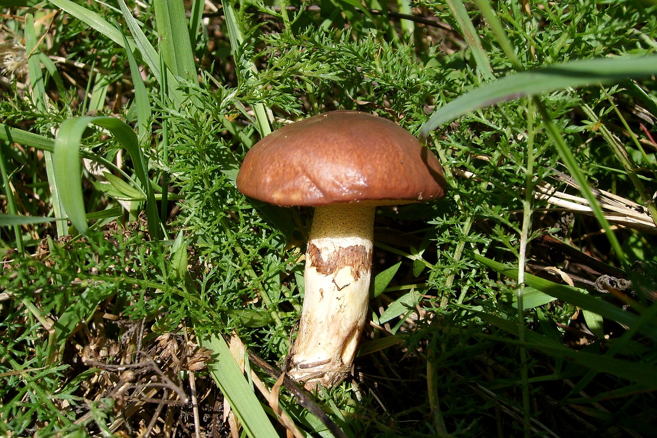 mushroom maslak nature free photo