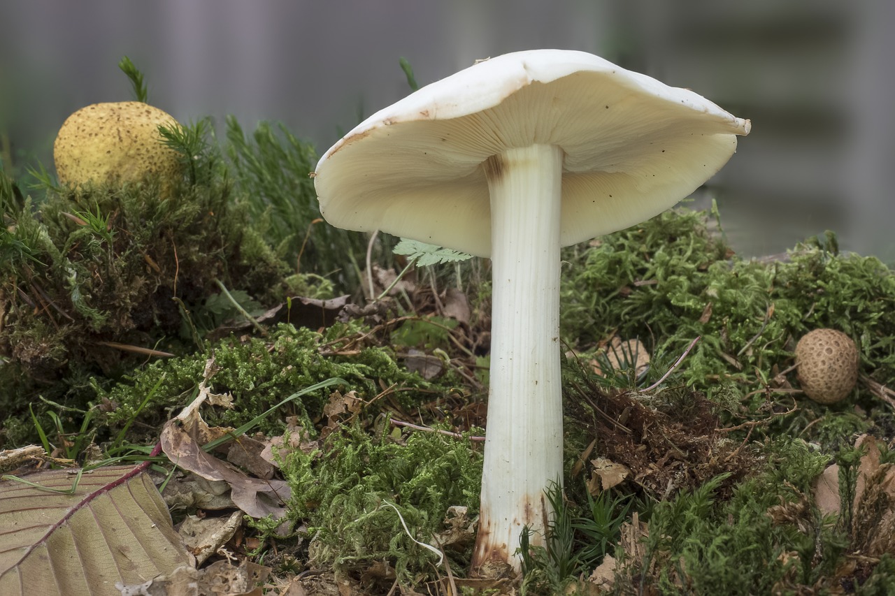 mushroom white lamellar free photo