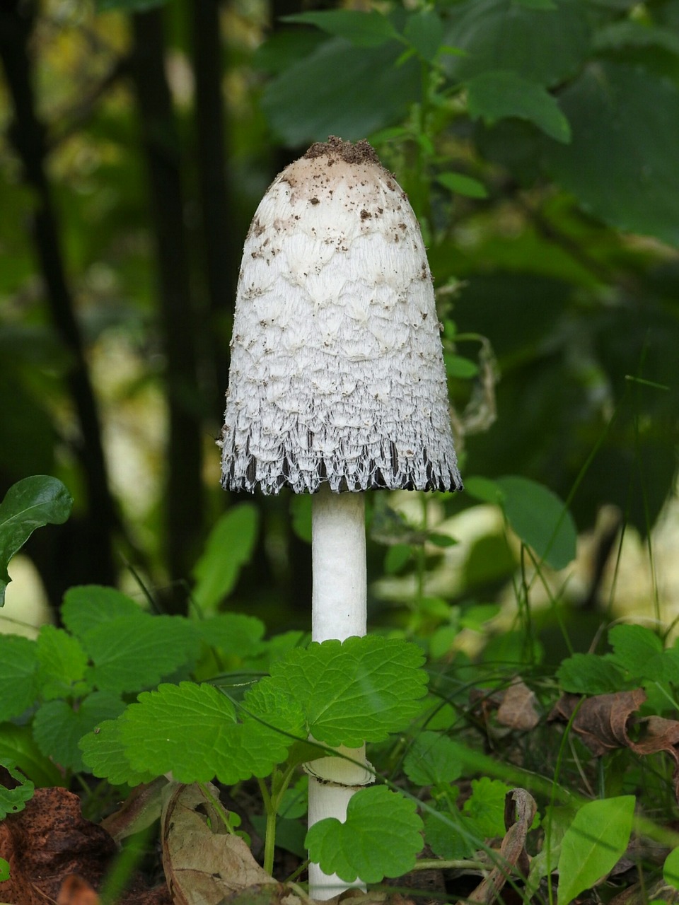 mushroom autumn nature free photo