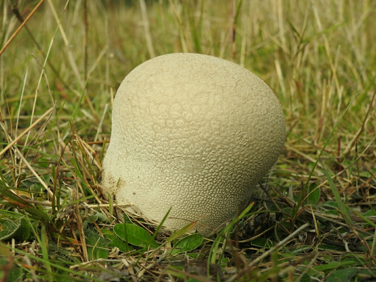 mushroom puff ball mushroom fungal species free photo