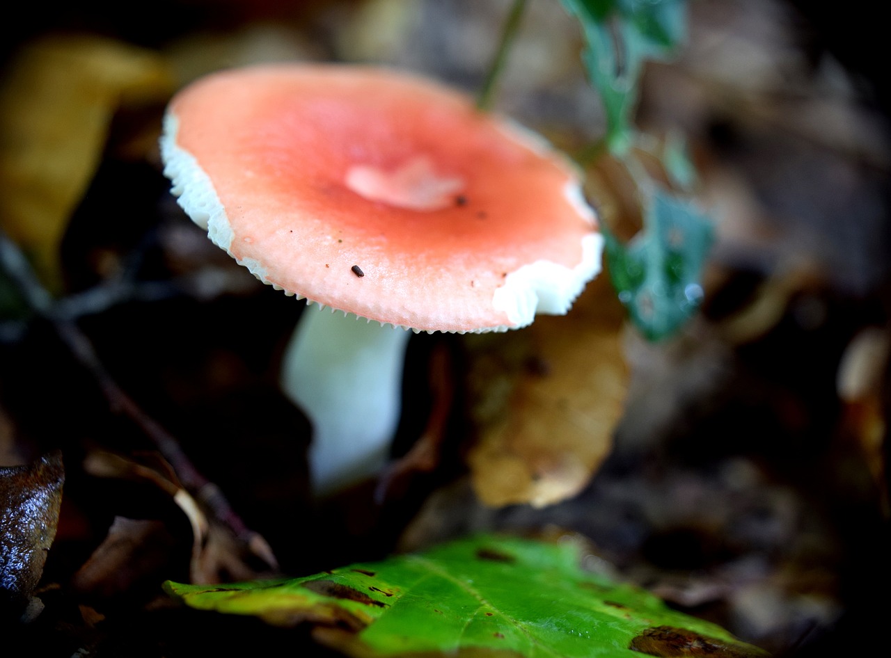 mushroom forest macro free photo