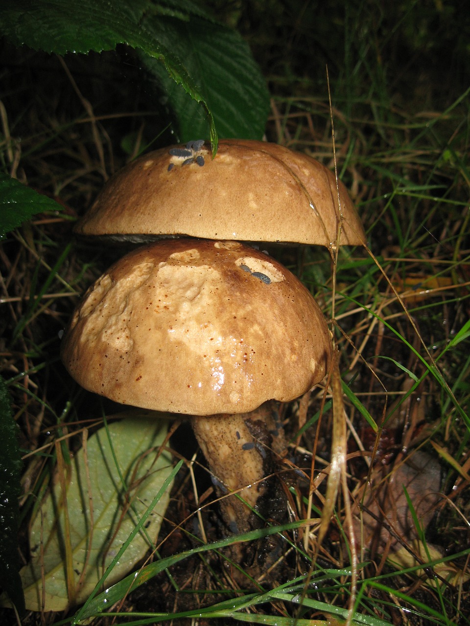 mushroom forest insects free photo