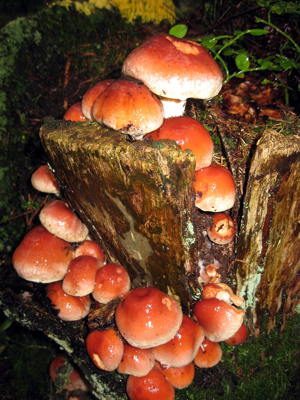 mushroom forest trunk free photo