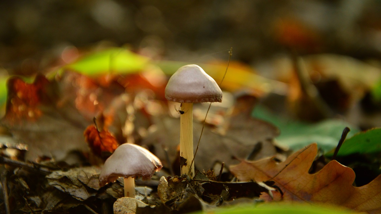 mushroom forest foliage free photo