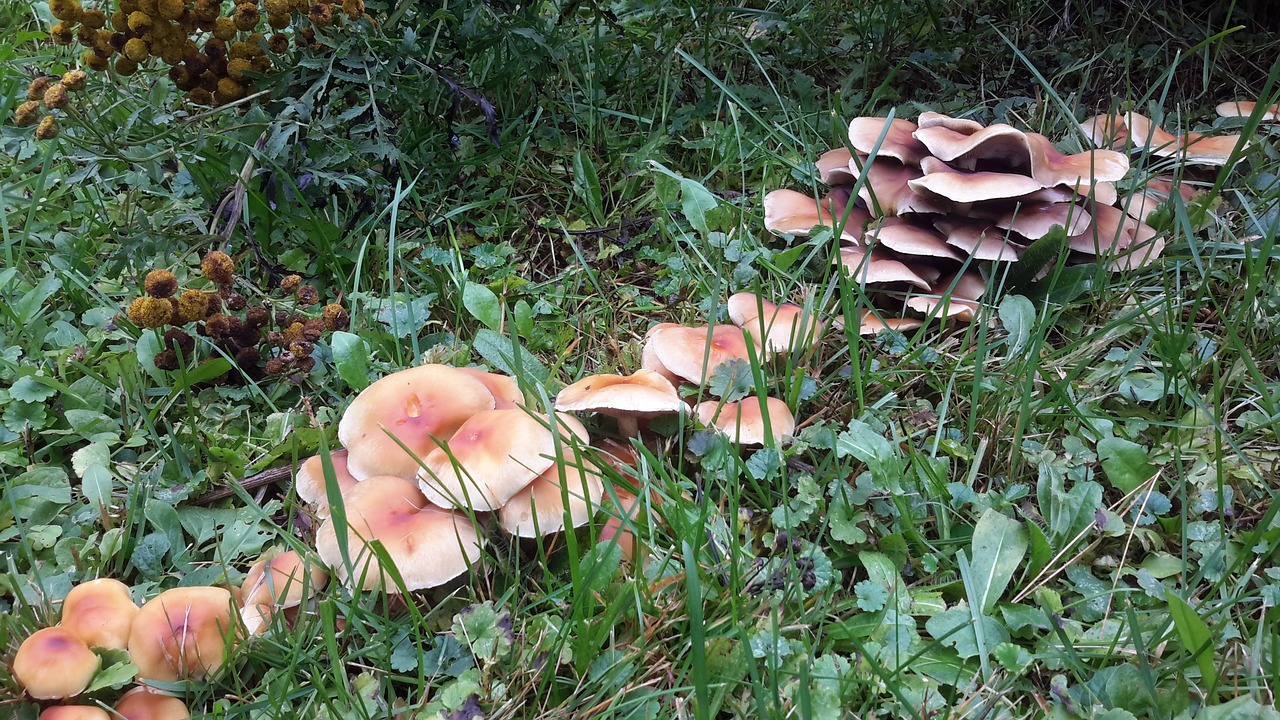 mushroom colorful fungus free photo