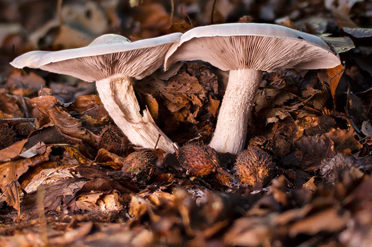 mushroom forest mushroom autumn free photo