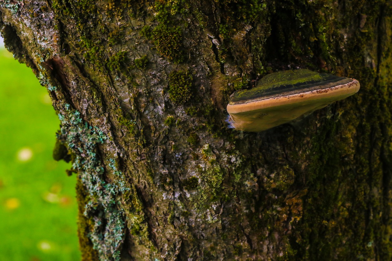 mushroom tree nature free photo