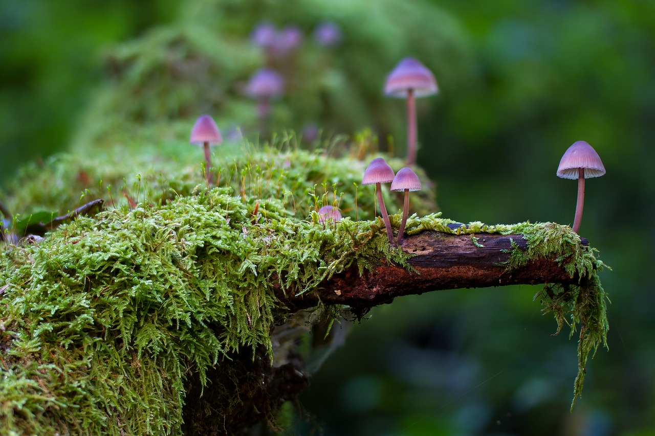 mushroom moss mini mushroom free photo